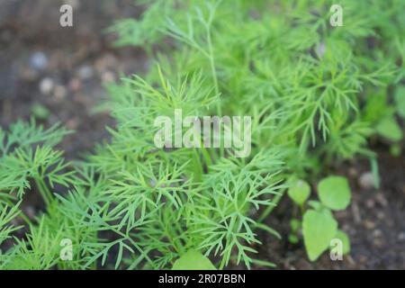 Piante verdi aneto che crescono su un letto da giardino Foto Stock