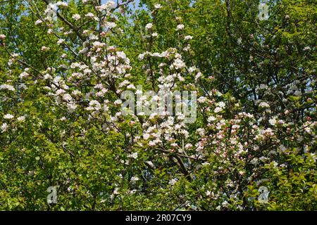 La mela granchio fiorisce in primavera Foto Stock