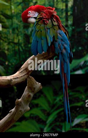 Ala di pulizia in macaw con alette verdi Foto Stock