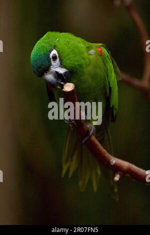 Macaw rosso-shouldered sul ramo Foto Stock