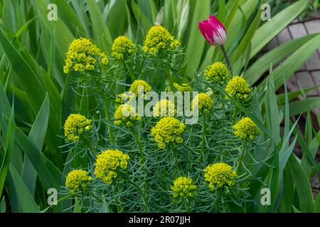 Cipresso sprurge - Euphorbia ciparissia primavera fioritura erba Foto Stock