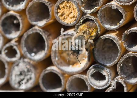 Ape di muratore rosso arrugginito (Osmia bicornis), Emsland, bassa Sassonia, Germania Foto Stock