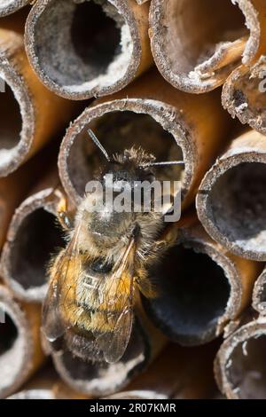 Ape di muratore rosso arrugginito (Osmia bicornis), Emsland, bassa Sassonia, Germania Foto Stock