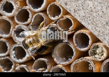 Ape di muratore rosso arrugginito (Osmia bicornis), Emsland, bassa Sassonia, Germania Foto Stock