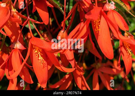 East Grinstead in fiore Foto Stock