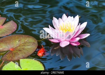 Goldfish nuotare sotto una rosa acqua giglio fiore Foto Stock
