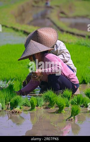 Le donne lo smistamento pianticelle di riso, terrazze di riso Jatiluwih, Bali, Indonesia Foto Stock