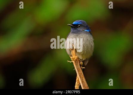 Niltava piccola (Niltava macgrigoriae signata), maschio adulto, arroccato su bastone, Arunachal Pradesh, India Foto Stock