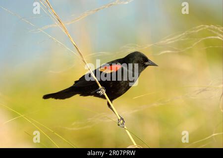 Uccelli rossi (Agelaius phoeniceus), uccelli rossi, uccelli, uccelli, Blackbird ad alette rosse maschio adulto, arroccato su fusto d'erba Foto Stock