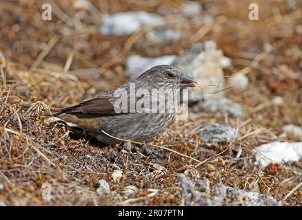 Adulta brambling testa nera (Leucossticte brandti ematopygia) alimentazione su vegetazione essiccata, Sela Pass, Arunachal Pradesh, India Foto Stock
