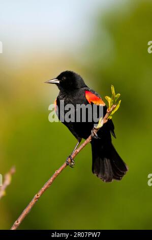 Uccelli rossi (Agelaius phoeniceus), uccelli rossi, uccelli, uccelli, Blackbird ad alette rosse maschio adulto, arroccato su ramoscello Foto Stock