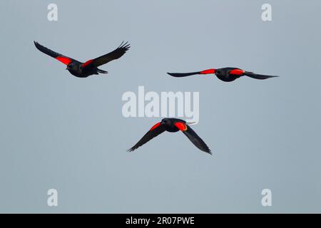 Blackbird ad ali rosse (Agelaius phoeniceus) tre maschi adulti, in volo, South Padre Island, Texas, U.S.A., aprile (composizione digitale) Foto Stock