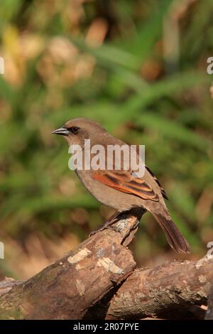 Cowbird grigio, Cowbirds grigio, songbirds, animali, uccelli, Cowbird (Agelaioides badius) con alette della baia, adulto, arroccato sulla riserva di Costanera sur, Buenos Aires Foto Stock