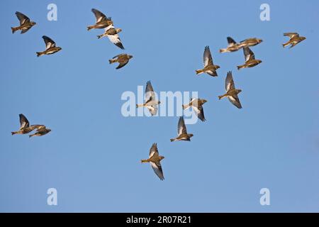 Bunting di neve (Pletrophenax nivalis), Bunting di neve, songbirds, animali, uccelli, Buntings, gregge di mungitura della neve, in volo, Norfolk, Inghilterra, inverno Foto Stock