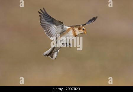 Bunting di neve (Pletrophenax nivalis), Bunting di neve, songbirds, animali, uccelli, Bunting, Bunting neve adulto, in volo, hovering, Norfolk, Inghilterra Foto Stock