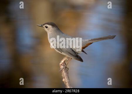 Gray Catbird (Dumetella carolinensis) adulto, arroccato su ramoscello, Florida (U.) S. A Foto Stock