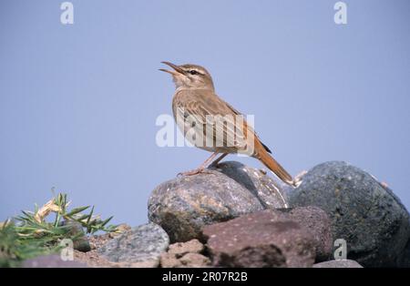 Scrub-robin dalla coda di Rufous (Cercotrichas galattote) adulto, canto, arroccato sulla roccia, Lesvos, Grecia Foto Stock