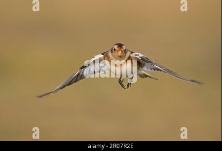 Bunting di neve (Pletrophenax nivalis), Bunting di neve, songbirds, animali, uccelli, Bunting, Bunting neve adulto, in volo, hovering, Norfolk, Inghilterra Foto Stock