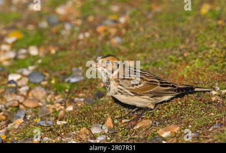 Lapponia Bunting (Calcarius lapponicus) adulto, piombato di inverno, in piedi su ciottoli, Norfolk, Inghilterra, Regno Unito Foto Stock