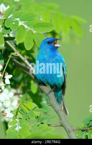 Indigo Bunting (Passerina cyanea) maschio adulto, cantando, arroccato su un ramoscello di locuste (U.) S. A Foto Stock