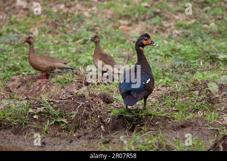 Anatra brasiliana (Amazonetta brasiliensis) (Cairina moschata), femmina adulta, con Teal brasiliano, coppia adulta, in piedi sulla riva, Pantanal, Mato Foto Stock