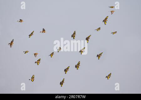 Il goldfinch europeo (Carduelis carduelis) e il linnet (Carduelis cannabina) si mescolano in volo, Spagna, inverno Foto Stock