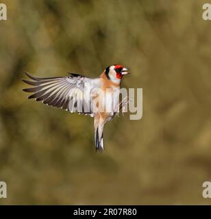 Goldfinch europeo (Carduelis carduelis) adulto, in volo, Warwickshire, Inghilterra, Regno Unito Foto Stock