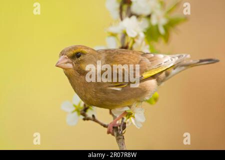 Verfinchi, verfinchi europei (Carduelis chloris), uccelli canori, animali, uccelli, finchi, Europeo verdFinch femmina adulto, arroccato su ramoscello con Foto Stock