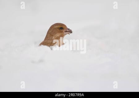 Verfinchi, verfinchi europei (Carduelis chloris), uccelli canori, animali, uccelli, finchi, Femmina adulto di greenfinch, che si nutre di neve profonda, Inghilterra Foto Stock