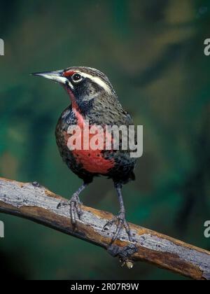 Rosso-breasted meadowlark (Leistes militaris) primo piano, sul ramo Foto Stock