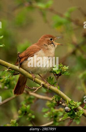 Nightingale, nightingales, songbirds, animali, uccelli, Common Nightingale (Luscinia megarhynchos) adulto maschio canto, Lincolnshire, Inghilterra, Unito Foto Stock