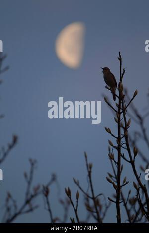 Comune nightingale (Luscinia megarhynchos) maschio adulto, canto, eruttante di notte con la luna, Suffolk, Inghilterra, aprile (immagine composita) Foto Stock