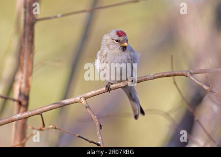 Arctic Redpoll (Carduelis hornemanni) femmina adulta, primo piumaggio invernale, arroccato in Hazel twig, Norfolk, Inghilterra, Regno Unito Foto Stock