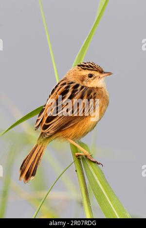 Guerriero a coda di ventaglio (cisticola juncisdis tinnabulans) adulto, seduto su erba, Nam Sang Wai, Hong Kong, Cina Foto Stock