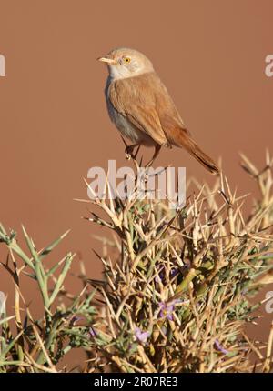 African Desert Warbler (Sylvia deserti) adulto, arroccato su un cespuglio spinoso, vicino a Erg Chebbi, Marocco Foto Stock