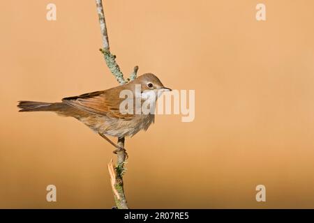 Comune whitegroe (Sylvia communis) immaturo, autunno piumaggio, seduta su un ramo, Spagna Foto Stock