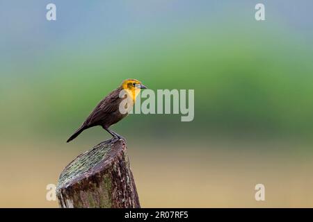 Blackbird con cappuccio giallo (Agelaius icterocephalus) maschio immaturo, arroccato su posta, Trinidad, Trinidad e Tobago Foto Stock