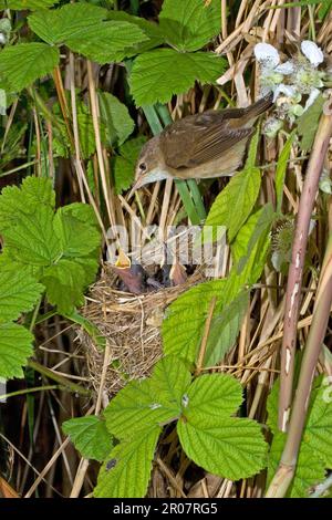 Cannocchiale (Acrocephalus scirpaceus), uccelli canori, animali, uccelli, Eurasian Reed-Warbler adulto, A nido con i giovani, la Gran Bretagna Foto Stock