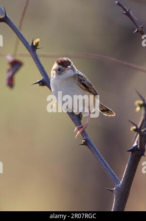 Cisticola, uccelli canori, animali, uccelli, Warbler a coda di ventaglio (cisticola juncdis tinnabulans) adulto, arroccato su ramoscello spinoso, Beidaihe, Hebei, Cina Foto Stock