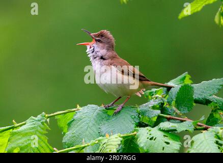 Grande guerriero di canna (Acrocephalus arundinaceus), songbirds, animali, uccelli, Grande cannone maschio di canna adulto che canta da alder bush, Polonia Foto Stock