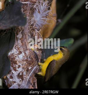 Ulivo-backed Sunbird (Nectarinia jugularis) femmina al nido con giovane, Cairns, Queensland (S), Australia Foto Stock