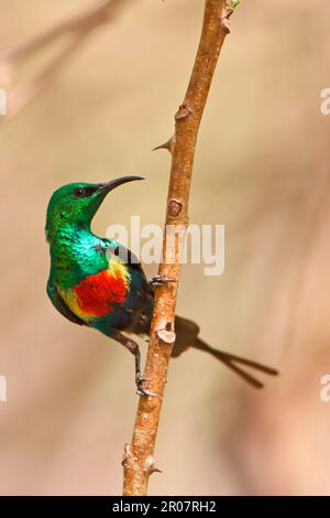 Bella Sunbird (Cinnyris pulchella) adulto maschio, arroccato su ramoscello, Western Division, Gambia Foto Stock