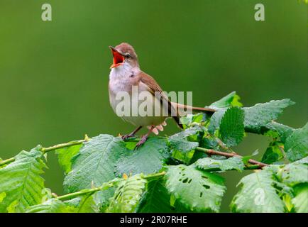 Grande guerriero di canna (Acrocephalus arundinaceus), songbirds, animali, uccelli, Grande cannone maschio di canna adulto che canta da alder bush, Polonia Foto Stock