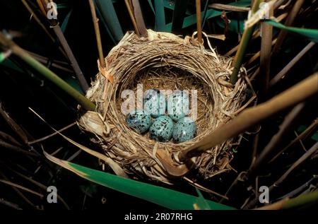 Grande guerriero di canna (Acrocephalus arundinaceus), songbirds, animali, uccelli, grandi uova di canneto in nido Foto Stock