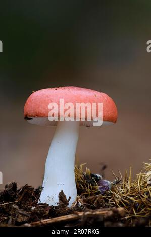 Sickener (Russula emetica), funghi, il corpo fruttifero di Sickener, che cresce tra i detriti caduti dell'albero di castagno dolce (Castanea sativa), Clumber Foto Stock