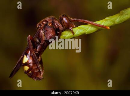 Nomada (Nomada ruficornis) bifida, ape vespa, ape vespa, ape a cucù, api a cucù, Api, api, altri animali, insetti, animali, Corna rossa Foto Stock