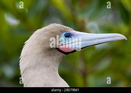 Sula brewsteri brewsteri, Sula websteri, booby marrone (Sula leucogaster), Booby, booby a piedi di Ruddy, animali, Uccelli, Booby con piedi rossi (Sula sula) Foto Stock