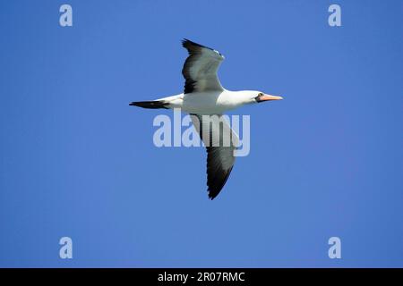 Nazca booby (Sula granti), Isole Galapagos Foto Stock