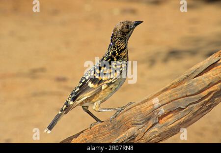 Cowerbird occidentale (Chlamydera guttata), Cowerbirds punteggiato, songbirds, animali, uccelli, Forma occidentale di Bowerbird macchiato, adulto, arroccato sull'Australia Foto Stock