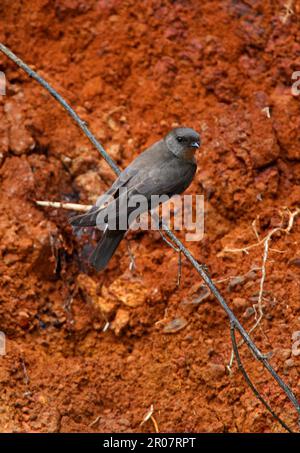 Pianura Martin (Riparia paludicola ducis) adulto, arroccato su radice esposta a riva nesting, Aberdare N. P. Kenya Foto Stock